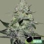 Gorilla Bomb Feminized Marijuana Strain by Bomb Seeds For Sale Online at Cannabis Seeds Outlet