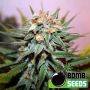 Hash Bomb Regular & Fem Bomb Cannabis Seeds