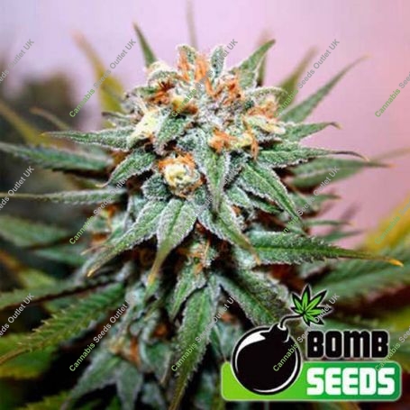 Hash Bomb Regular Marijuana Strain by Bomb Seeds For Sale Online at Cannabis Seeds Outlet