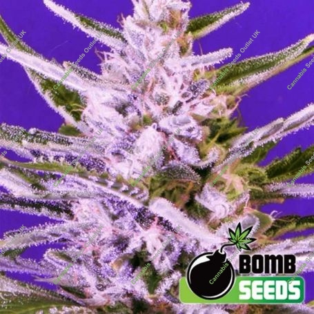 Ice Bomb Feminized Marijuana Strain by Bomb Seeds For Sale Online at Cannabis Seeds Outlet