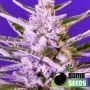 Ice Bomb Feminized Marijuana Strain by Bomb Seeds For Sale Online at Cannabis Seeds Outlet