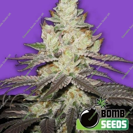 Killer Purps Feminized Marijuana Strain by Bomb Seeds For Sale Online at Cannabis Seeds Outlet