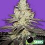 Killer Purps Feminized Marijuana Strain by Bomb Seeds For Sale Online at Cannabis Seeds Outlet