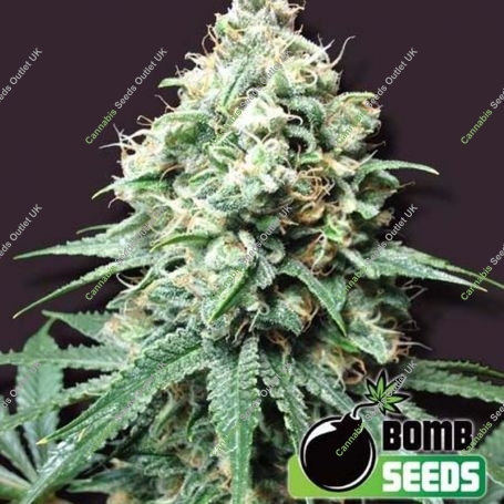 Kush Bomb Regular Marijuana Strain by Bomb Seeds For Sale Online at Cannabis Seeds Outlet