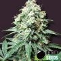 Kush Bomb Regular Marijuana Strain by Bomb Seeds For Sale Online at Cannabis Seeds Outlet