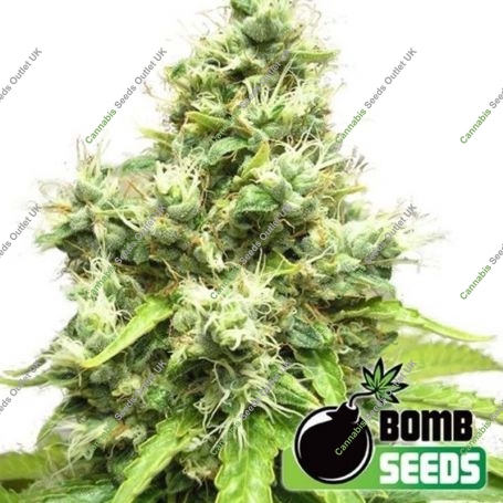 Medi Bomb No.1 Feminized Marijuana Strain by Bomb Seeds For Sale Online at Cannabis Seeds Outlet