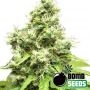 Medi Bomb No.1 Feminized Marijuana Strain by Bomb Seeds For Sale Online at Cannabis Seeds Outlet