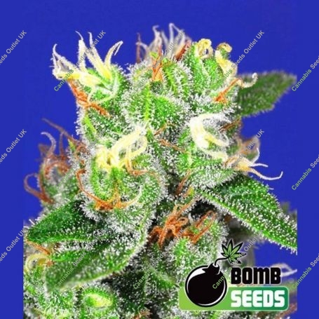 Medi Bomb No.2 Feminized Marijuana Seeds by Bomb Seeds Buy Online Cheap Discounted Feminised Female Cannabis Seeds Special Offer