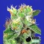Medi Bomb No.2 Feminized Marijuana Seeds by Bomb Seeds Buy Online Cheap Discounted Feminised Female Cannabis Seeds Special Offer
