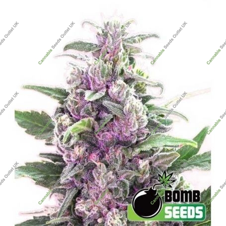 THC Bomb Auto Feminized Marijuana Strain by Bomb Seeds For Sale Online at Cannabis Seeds Outlet