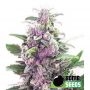 THC Bomb Auto Feminized Marijuana Strain by Bomb Seeds For Sale Online at Cannabis Seeds Outlet