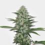 THC Bomb Regular & Female Bomb Cannabis Seeds