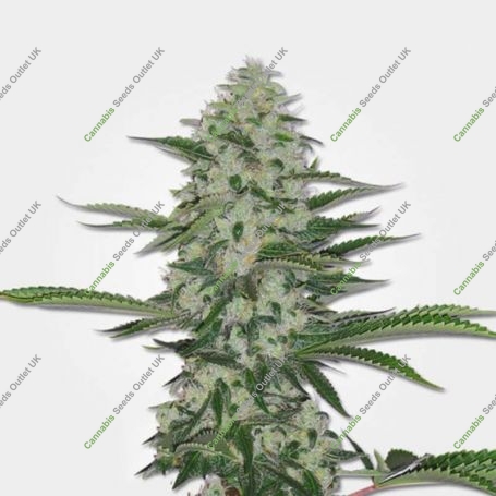 THC Bomb Regular Marijuana Strain by Bomb Seeds For Sale Online at Cannabis Seeds Outlet
