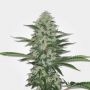 THC Bomb Regular Marijuana Strain by Bomb Seeds For Sale Online at Cannabis Seeds Outlet