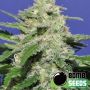 Widow Bomb Reg & Fem Bomb Cannabis Seeds