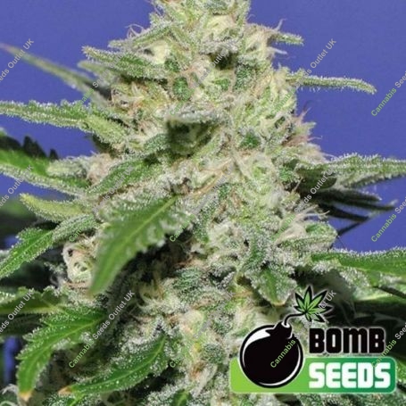 Widow Bomb Regular Marijuana Strain by Bomb Seeds For Sale Online at Cannabis Seeds Outlet