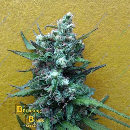 Big Whoop Automatic Feminized Marijuana Strain by Breaking Buds For Sale Online at Cannabis Seeds Outlet