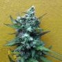 Big Whoop Automatic Feminized Marijuana Strain by Breaking Buds For Sale Online at Cannabis Seeds Outlet