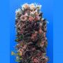 Blue Sky 99 Fem Breaking Buds Cannabis Seeds