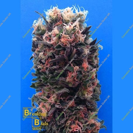 Blue Sky 99 Feminized Marijuana Strain by Breaking Buds For Sale Online at Cannabis Seeds Outlet