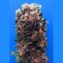 Blue Sky 99 Feminized Marijuana Strain by Breaking Buds For Sale Online at Cannabis Seeds Outlet