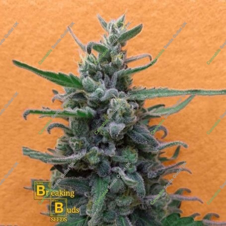 Brownie Auto Feminized Marijuana Strain by Breaking Buds For Sale Online at Cannabis Seeds Outlet