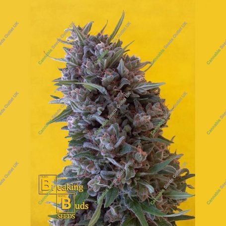 Cheeisenberg Feminized Marijuana Strain by Breaking Buds For Sale Online at Cannabis Seeds Outlet