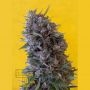 Cheeisenberg Feminized Marijuana Strain by Breaking Buds For Sale Online at Cannabis Seeds Outlet