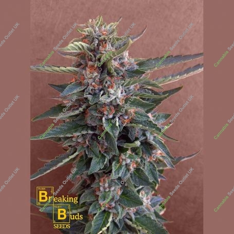 Chocolate Cookies Feminized Marijuana Strain by Breaking Buds For Sale Online at Cannabis Seeds Outlet