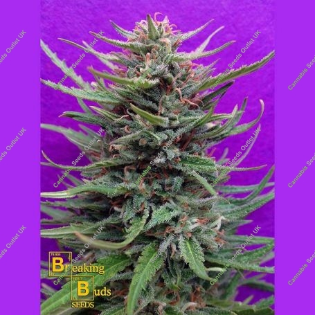 Cream Crystal Meth Feminized Marijuana Strain by Breaking Buds For Sale Online at Cannabis Seeds Outlet
