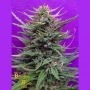 Cream Crystal Meth Feminized Marijuana Strain by Breaking Buds For Sale Online at Cannabis Seeds Outlet