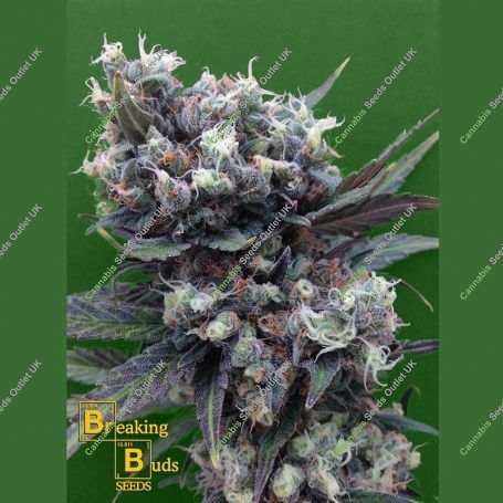 Malverde Feminized Marijuana Strain by Breaking Buds For Sale Online at Cannabis Seeds Outlet