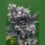 Malverde Feminized Marijuana Strain by Breaking Buds For Sale Online at Cannabis Seeds Outlet