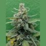Soylent Green Auto Feminized Marijuana Strain by Breaking Buds For Sale Online at Cannabis Seeds Outlet