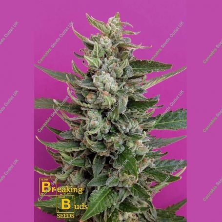 Strawberry Cream Feminized Marijuana Strain by Breaking Buds For Sale Online at Cannabis Seeds Outlet
