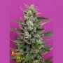Strawberry Cream Feminized Marijuana Strain by Breaking Buds For Sale Online at Cannabis Seeds Outlet