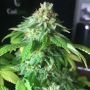 24k Tangie Feminized Marijuana Strain by BSB Genetics For Sale Online at Cannabis Seeds Outlet