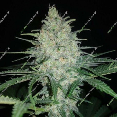 Afghan Kush Feminized Marijuana Strain by BSB Genetics For Sale Online at Cannabis Seeds Outlet