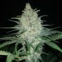 Afghan Kush Feminized Marijuana Strain by BSB Genetics For Sale Online at Cannabis Seeds Outlet