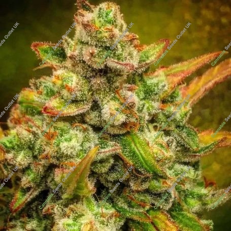 Amnesia Haze Auto Feminized Marijuana Strain by BSB Genetics For Sale Online at Cannabis Seeds Outlet