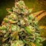 Amnesia Haze Auto Feminized Marijuana Strain by BSB Genetics For Sale Online at Cannabis Seeds Outlet