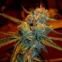Amnesia Haze Female BSB Genetics Cannabis Seeds