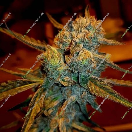 Amnesia Haze Feminized Marijuana Strain by BSB Genetics For Sale Online at Cannabis Seeds Outlet