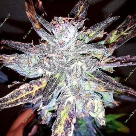 Anthrax Auto Feminized Marijuana Strain by BSB Genetics For Sale Online at Cannabis Seeds Outlet