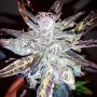 Anthrax Auto Feminized Marijuana Strain by BSB Genetics For Sale Online at Cannabis Seeds Outlet