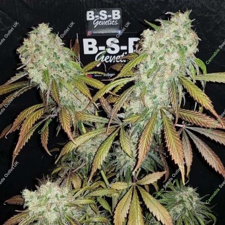 Banana Kush Feminized Marijuana Strain by BSB Genetics For Sale Online at Cannabis Seeds Outlet