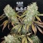 Banana Kush Feminized Marijuana Strain by BSB Genetics For Sale Online at Cannabis Seeds Outlet