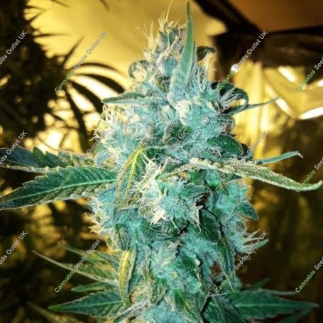 Blue Cheddar No.1 Feminized Marijuana Strain by BSB Genetics For Sale Online at Cannabis Seeds Outlet