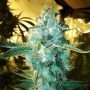 Blue Cheddar No.1 Feminized Marijuana Strain by BSB Genetics For Sale Online at Cannabis Seeds Outlet