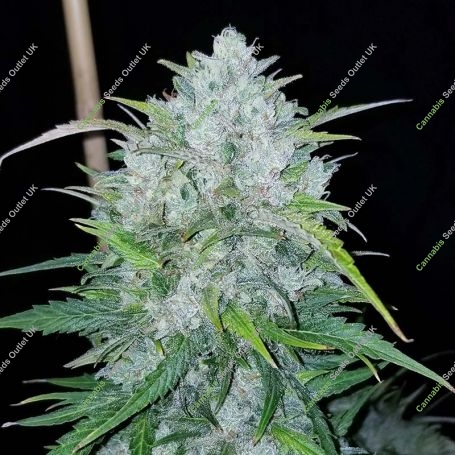 Bruce Banner Auto Feminized Marijuana Strain by BSB Genetics For Sale Online at Cannabis Seeds Outlet